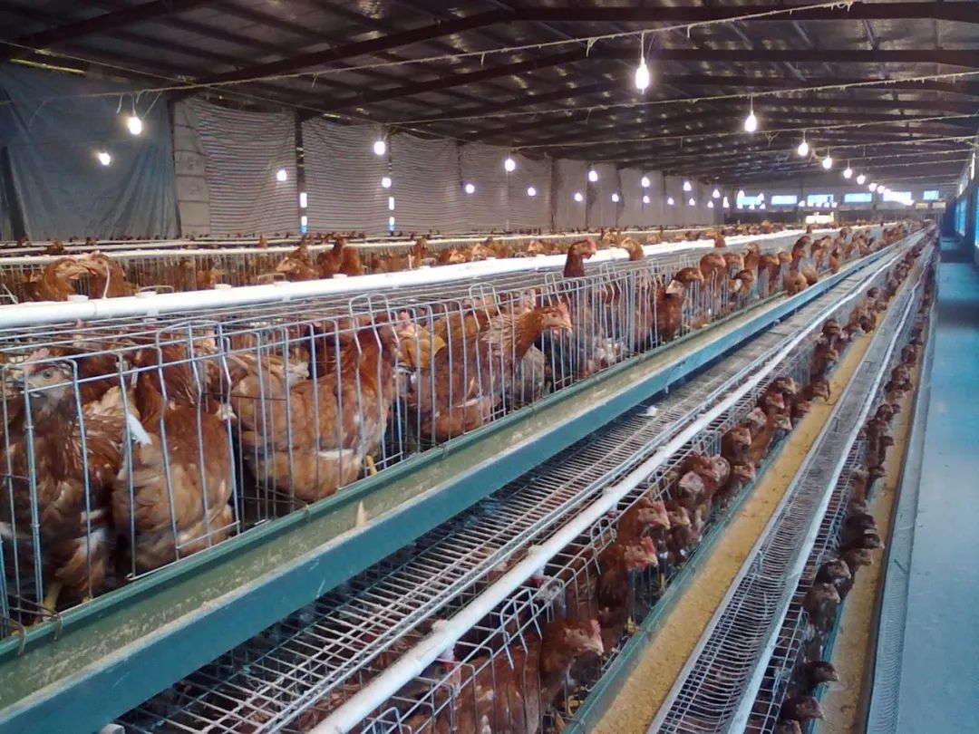 養殖效益想翻倍？這幾條您一定要做到