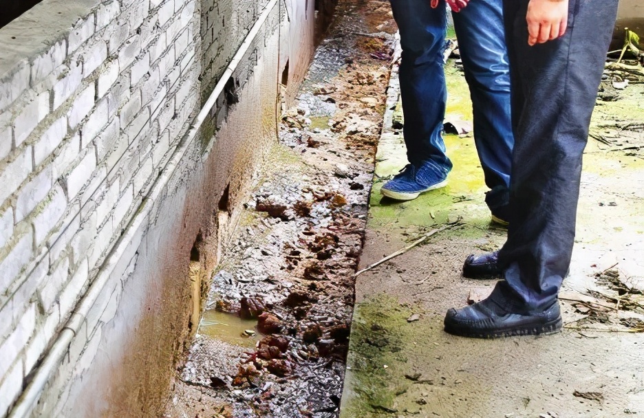 回農村創業搞養豬養殖 需提前了解這五點避免失敗