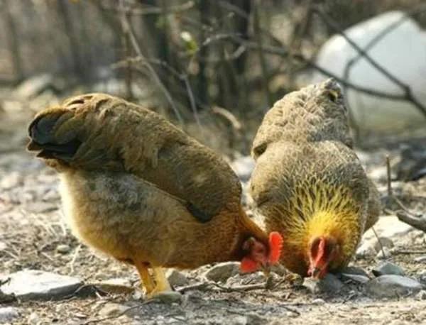 2021養(yǎng)殖利好！不得以行政手段強制清退