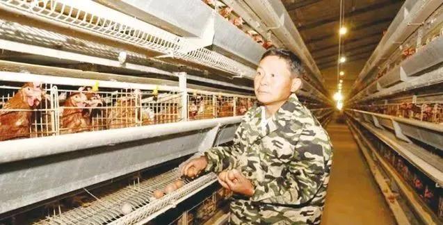 堅持養殖蛋雞30年上半年虧損幾十萬 靠雞糞賺回來