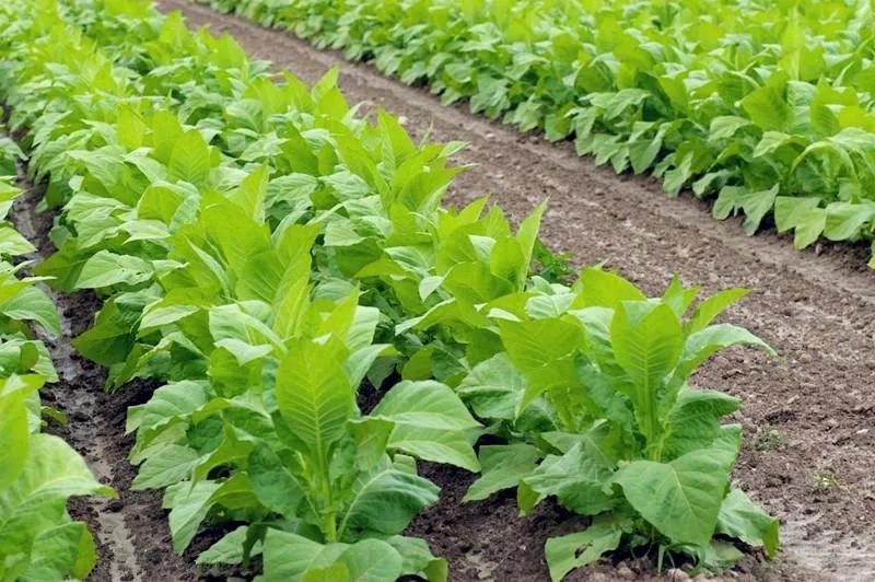 不想打工回鄉創業做什么？這幾種養殖項目低成本高收益