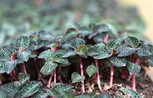 不想打工回鄉創業做什么？這幾種養殖項目低成本高收益