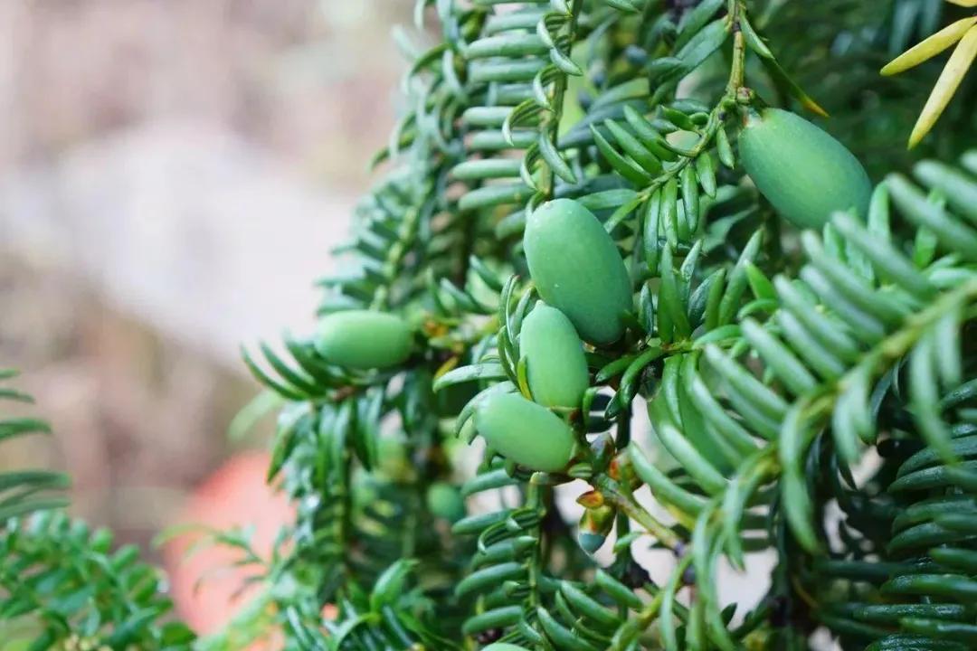 不想打工回鄉創業做什么？這幾種養殖項目低成本高收益