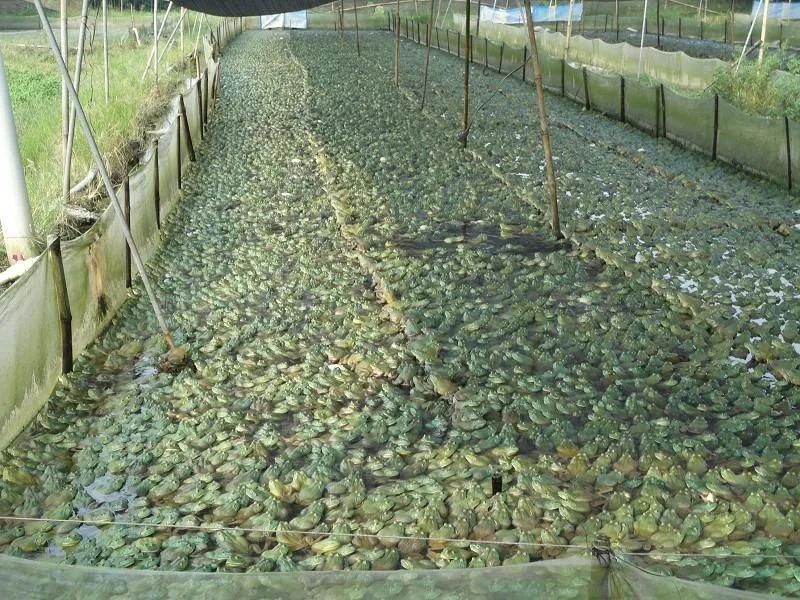 不想打工回鄉創業做什么？這幾種養殖項目低成本高收益