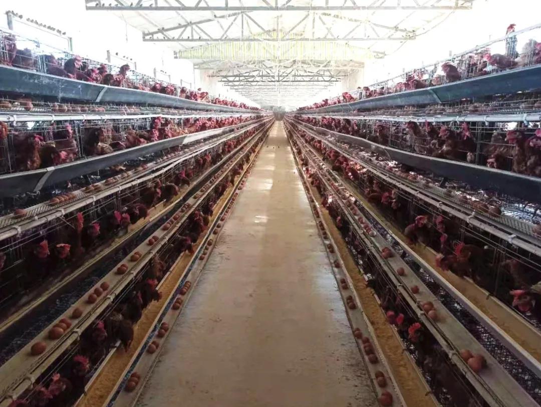 雞糞現在都用這種方法無害化處理，發酵后山東地區能賣到800？