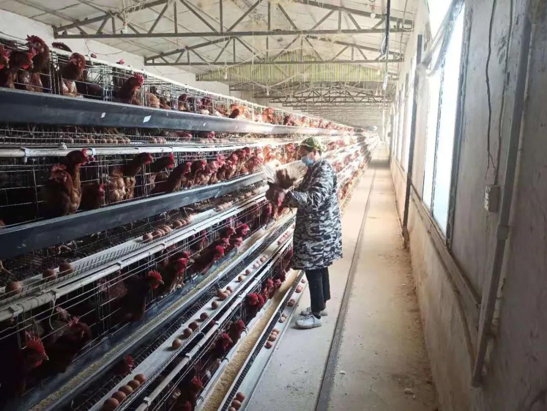 農村小規模蛋雞養殖還有無前途,會被淘汰嗎?