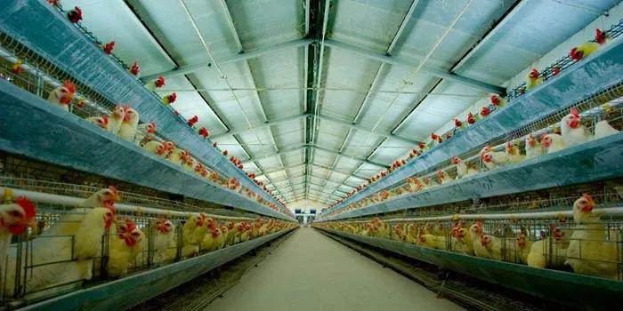 農村小規模蛋雞養殖還有無前途,會被淘汰嗎?