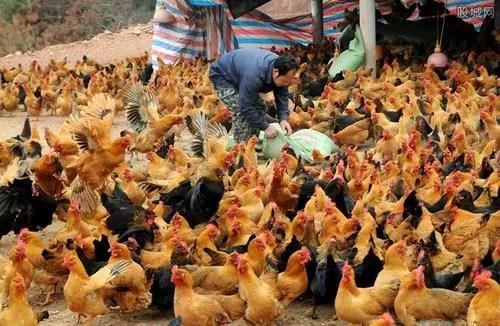 農村小規模蛋雞養殖還有無前途,會被淘汰嗎?