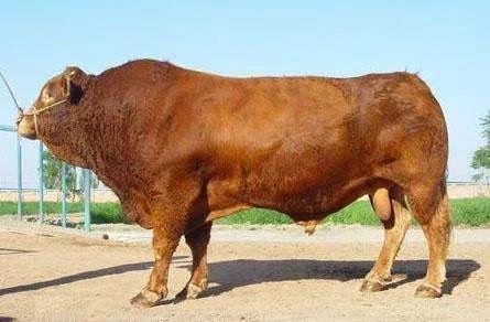 2021年養牛趨于平穩，養羊可能上浮，養豬卻？