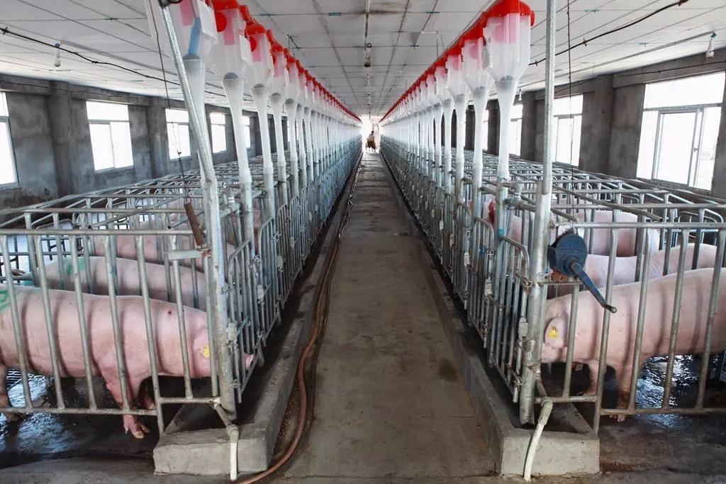 2021年養牛趨于平穩，養羊可能上浮，養豬卻？