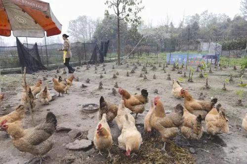 禽流感不期而至,北京剛剛發生一起,養殖戶改怎么應對?