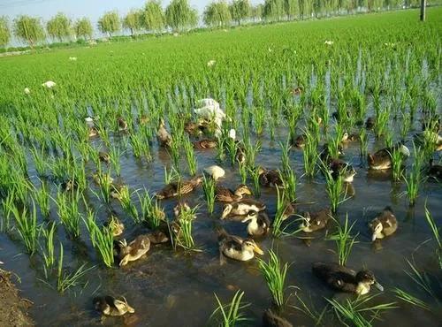 這個模式促使產業升級，越來越多農戶從中受益，是未來的趨勢