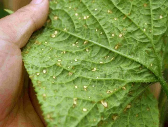 雞糞處理好了也能拿補貼?已經有不少養殖場拿到了