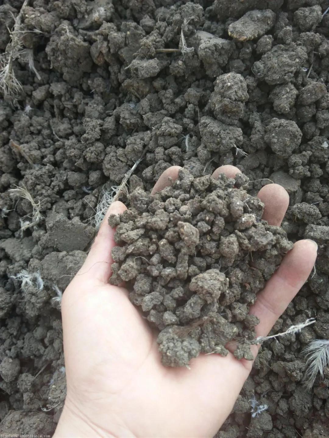 雞糞現在都用這種方法無害化處理，發酵后山東地區能賣到800？