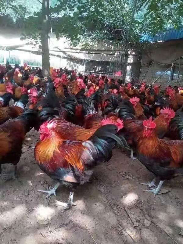 2021養(yǎng)殖趨勢(shì)：這3類人爆賺，4類人瀕臨淘汰