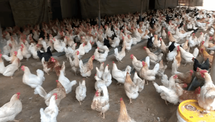 重磅！“十四五”生豬、牛羊、水產、畜禽產業升級方向及發展趨勢