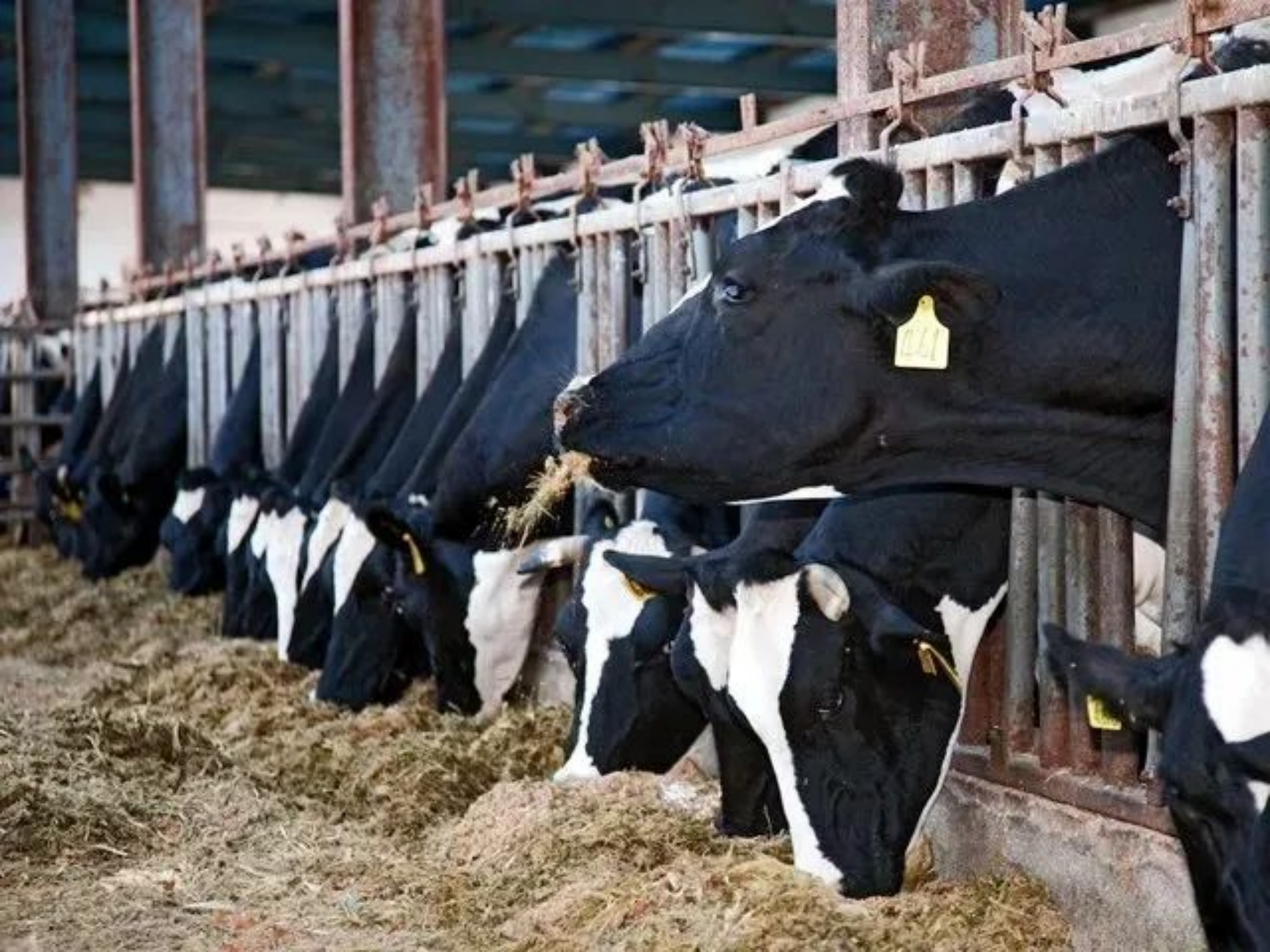 中农创达与新疆农科院达成合作,研究成果将大幅降低奶牛养殖成本